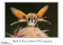 Small Skipper Thymelicus sylvestris 